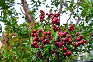 サンザシ（山査子）Crataegus cuneata