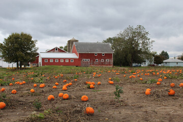 Pumpkin patch on an overcast day with barns behind it in Spring Grove, Illinois © John