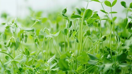 Fototapeta premium Fresh Green Sprouts