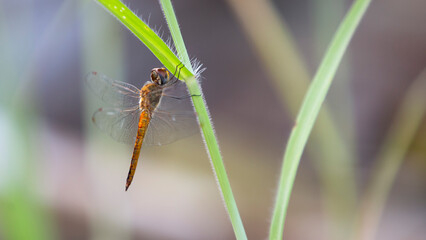 Dragonfly on a blade of grass in the morning. 