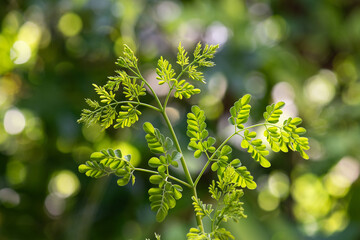 Moringa oleifera or Moringa branch green leaves on natural background.