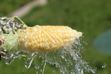 water drops on corn 