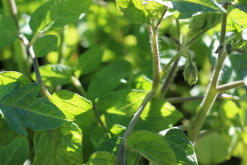 green leaves of a tomato