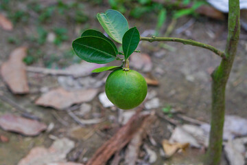 Big Cam sành or King orange fruit hanging from tree branch with it's leaves in the orchard 