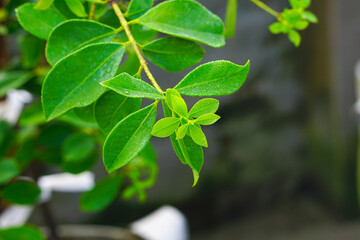 Pomegranate tree new green leaves with rain drops after the rain 