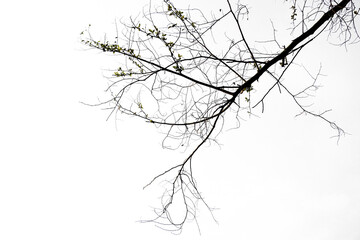 Tree branches black silhouette on white background