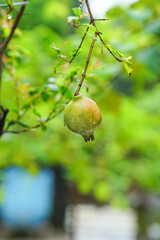 Pomegranate fruit hanging on a tree branch in a rainy day with raindrops 