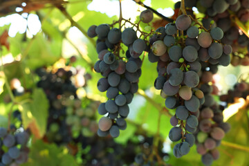Fresh grapes growing in vineyard outdoors, closeup