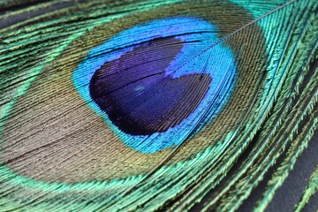 Fototapeta premium Beautiful bright peacock feather on table, closeup