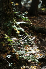 autumn leaves on the ground