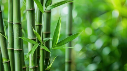 Bamboo Forest Serenity