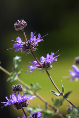 Close up of beautiful Cleveland sage flowers with bokeh