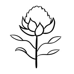Fototapeta premium Waratah
