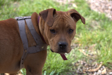 perrita linda