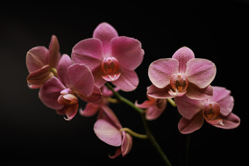 Close-Up of a Beautiful Pink Orchid with Dark Background

