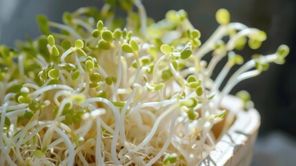 Close-Up of Freshly Sprouted Microgreens