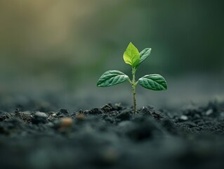 Naklejka premium a small plant sprouting out of the ground - ai