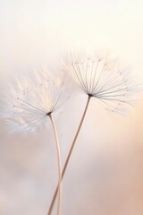 A close-up view of two delicate dandelion seeds illuminated by soft light, capturing their intricate details and ethereal beauty