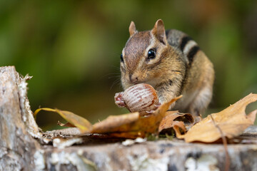 Eastern Chipmunk (Tamias striatus) eating acorn