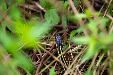 An eastern garter snake hiding in the foliage in a marsh in Ontario.