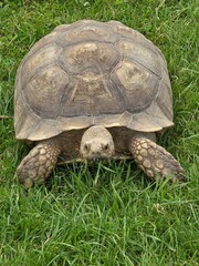 Tortoise