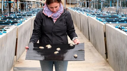 Woman holds South African abalone on plastic sheet in front of her on aquafarm