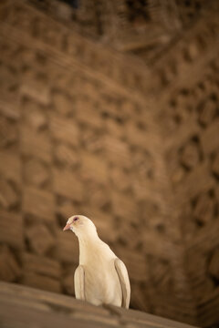 The dove at Ismail Samani Mausoleum or Samanid Mausoleum