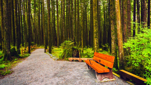 Inviting wooden bench on wide open, accessible gravel forest trail at Golden Ears Park, BC, Canada.