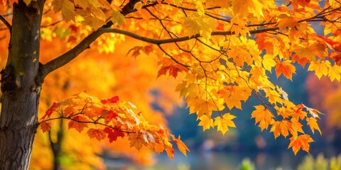 Yellow orange leaves on a tree in Maine , fall foliage, autumn colors, New England, seasonal, nature