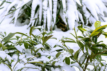 Snow in garden in winter. Snow covers green leaves of plants. In garden in winter.