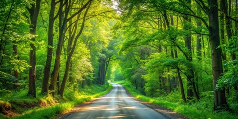 Country road winding through a lush green forest on a sunny summer day, summer, driving, road, country, forest, trees