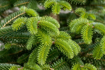Emerald green coniferous background. Young shoots of spruce with young needle. Young branches of Christmas tree. Fresh spruce shoots.