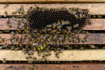 Numerous honey bees are working on a piece of honeycomb freshly placed in their hive by a beekeeper