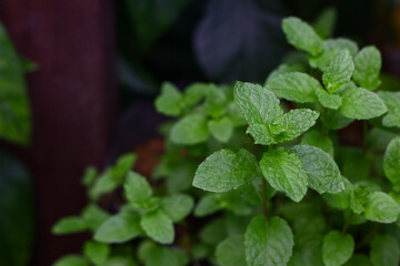 Fresh aromatic mint plant grow in the garden. Selected focus, green beautiful background.