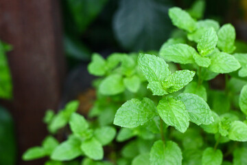 Fresh aromatic mint plant grow in the garden. Selected focus, green beautiful background.