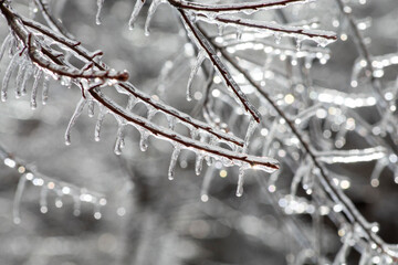 Icicles covering tree branches