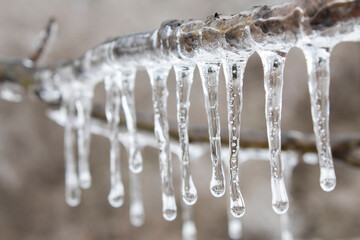 Many icicles along a twig