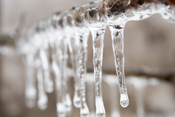 Closeup of icicles on a branch