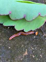 Bipalium crawling in the wild