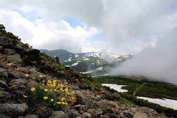 Yellow cinquefoil flowers at Daisetsuzan National Park, Hokkaido, Japan
