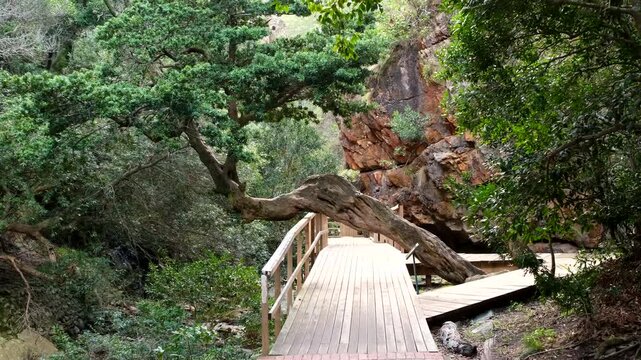 Pullback from boardwalk and skew tree in pristine mountain forest, Disa Kloof