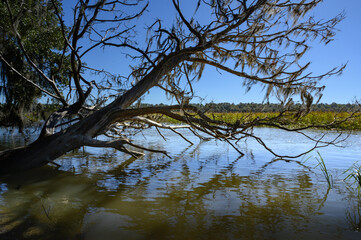 Old tree fallen into river water on a sunny day.