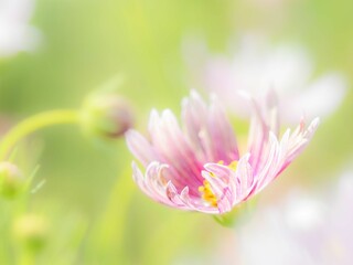 秋の公園や花壇を彩るコスモスのある風景。背景。自然風景素材。