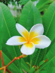 Fototapeta premium Beautiful bright flowers in nature