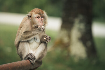 long-tailed macaque monkey enjoying food in the park