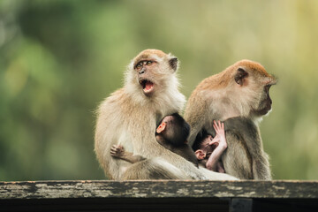mother macaque monkey with infant in the park
