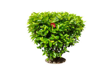 Ixora Red needle flower. (png) Ornamental plants and evergreen shrubs (shrubs) square shape. For making fences and decorating the garden for beauty.