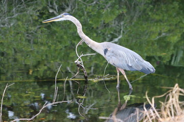 Profile of a great blue heron walking in shallow water