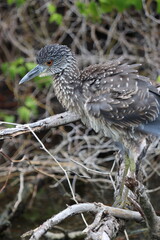 Juvenile night heron puffing their feathers