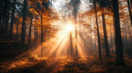 Golden Autumn Rays in Mystical Forest Scene